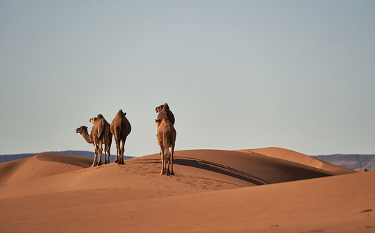 visa en ligne Mauritanie